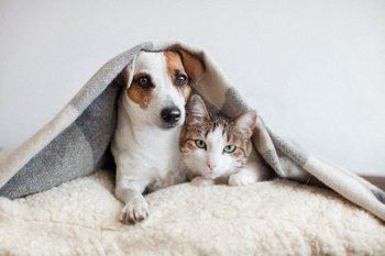 Pet friendly with off-leash dog park and pet stations
