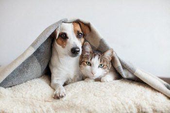 Pet friendly community with off-leash dog park