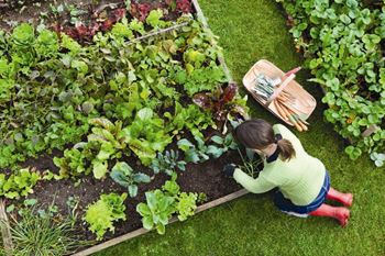 Community garden plots