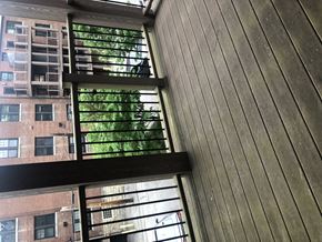 Saint Louis apartment for rent - a window with a view of trees in a building