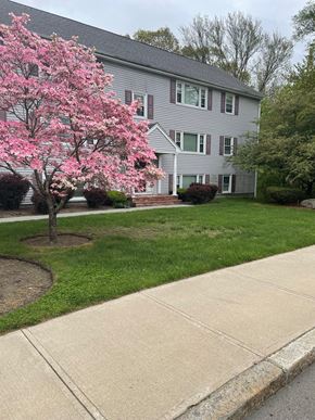 Attleboro apartment for rent - a sidewalk in front of a white house with a pink flowering tree