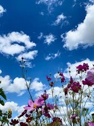 Medford apartment for rent - a field of flowers with clouds in the sky