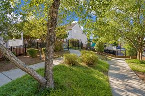 Alexandria apartment for rent - A tree in a grassy area with a sidewalk and a fence.
