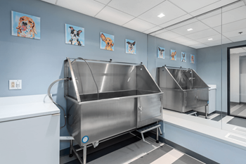 A clean, modern kitchen with stainless steel appliances and pictures of dogs on the wall.