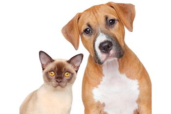 Cats and dogs welcome (breed and weight restrictions)