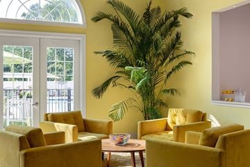 Windsor Mill apartment for rent - A living room with yellow chairs and a large plant.