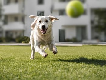 Pet-friendly apartments, dogs and cats welcome