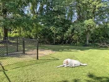 New dog park