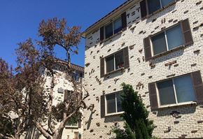 Englewood apartment for rent - A tree is in front of a building with many windows.