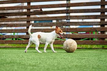 A dog is playing with a ball on a green surface