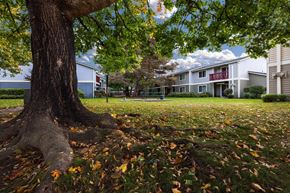 Auburn apartment for rent - A tree with a thick trunk and a large root system sits in a grassy area with fallen leaves.