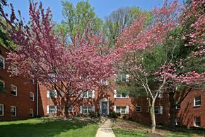 Silver Spring apartment for rent - A tree with pink flowers is in front of a brick building.
