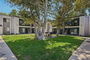 Spring Valley apartment for rent - A tree in the middle of a grassy area in front of apartment buildings.