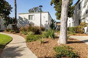Spring Valley apartment for rent - A tree in a landscaped area in front of a building.