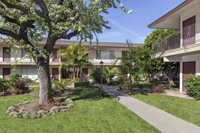 Garden Grove apartment for rent - A tree with white flowers is in the foreground of a grassy area in front of a building.