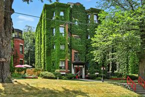 Hamilton apartment for rent - A building covered in green vines stands in front of a red building.
