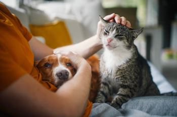 Dog and cat friendly community