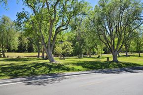 Twin Falls apartment for rent - A tree with green leaves stands in a grassy field.