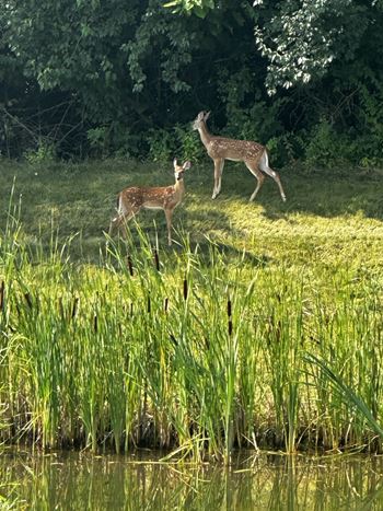 Deers