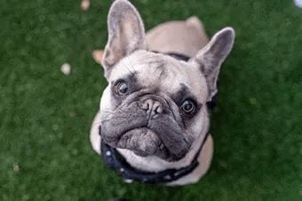 Dog with a black collar