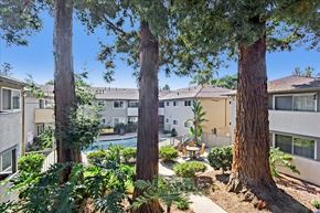 Menlo Park apartment for rent - A tree in a yard is taller than the house behind it.