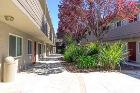 Santa Clara apartment for rent - A tree with red leaves is in front of a building.