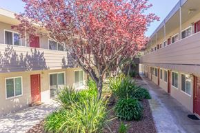 Santa Clara apartment for rent - A tree with red leaves is in the middle of a courtyard with buildings on either side.