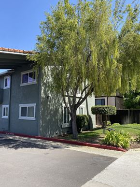Sunnyvale apartment for rent - A tree with long hanging branches in front of a grey building.