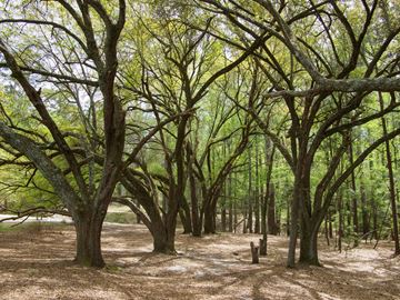 Spring apartment for rent - A forest of leafless trees stands in a field.