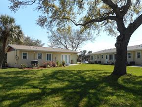 Tarpon Springs apartment for rent - A tree stands in a grassy area in front of a building.