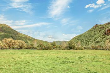 Lush green landscape