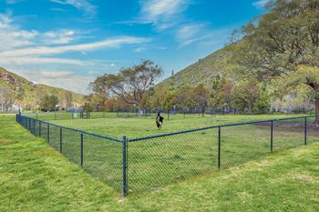 A dog running through a field behind a fence