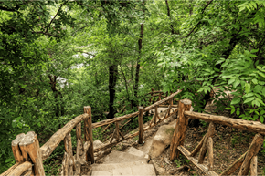 Euless apartment for rent - A wooden bridge in a lush green forest.