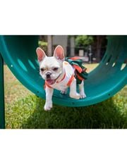 North Miami Beach apartment for rent - A small white dog with a red collar is sitting on a green slide.