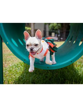 North Miami Beach apartment for rent - A small white dog with a red collar is sitting on a green slide.