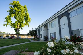 Clovis apartment for rent - A tree with green leaves stands in front of a white building with a blue sky in the background.