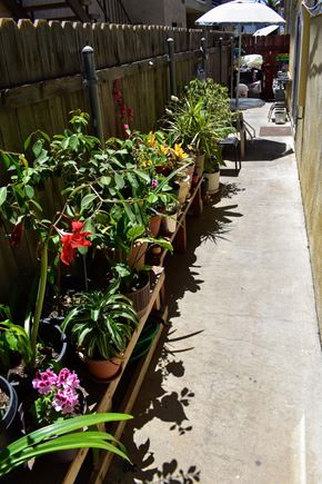 Culver City apartment for rent - a row of potted plants sitting next to a sidewalk