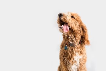 Pet friendly community
