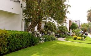 Los Angeles apartment for rent - Lush Green Outdoor at Lido Apartments - 3610 Midvale Ave, Los Angeles, CA, 90034