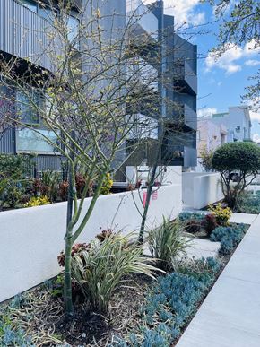 Los Angeles apartment for rent - Modern landscaped courtyard with walkways and plantings at Lido - 3714 Kelton Apartments, California, 90034