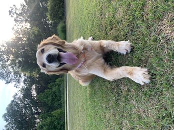 Pet friend community with large and small breed dog park