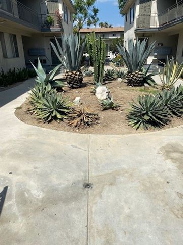 Los Angeles apartment for rent - A cactus garden in front of apartment buildings.