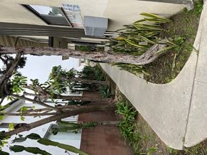 Los Angeles apartment for rent - A tree branch is hanging down from a roof.