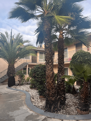 Inglewood apartment for rent - A palm tree in front of a building.