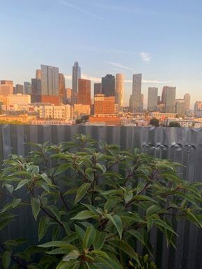 Los Angeles apartment for rent - A city skyline is visible behind a fence with green plants in the foreground.