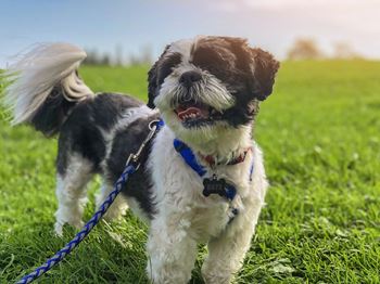 Private dog park on-site