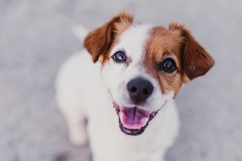 A small brown and white dog with a black nose and pink tongue is looking up at the camera.