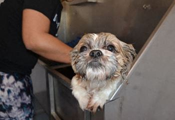 Dog care center