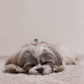 Pet friendly (breed restrictions apply)