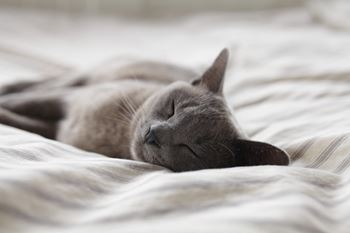 Cat friendly